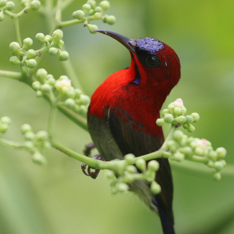 Crimson Sunbird