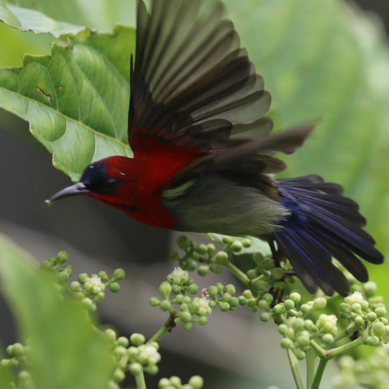 Crimson Sunbird
