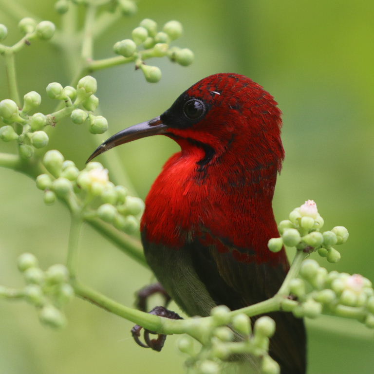 Crimson Sunbird