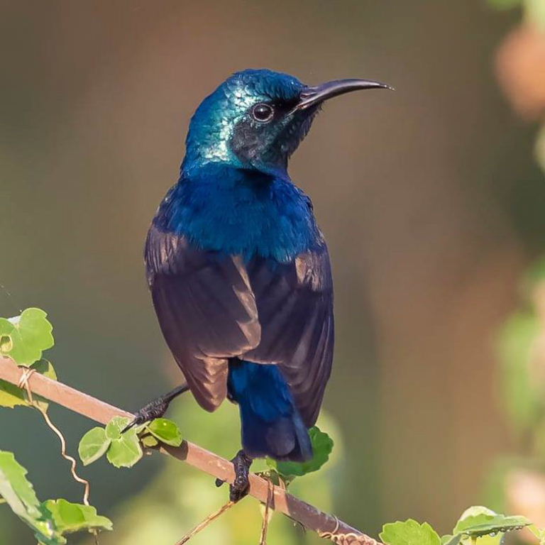 Purple Sunbird male