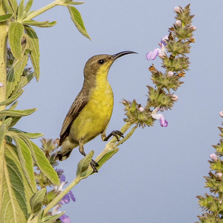 Purple Sunbird female
