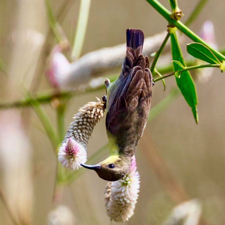 Purple Sunbird female