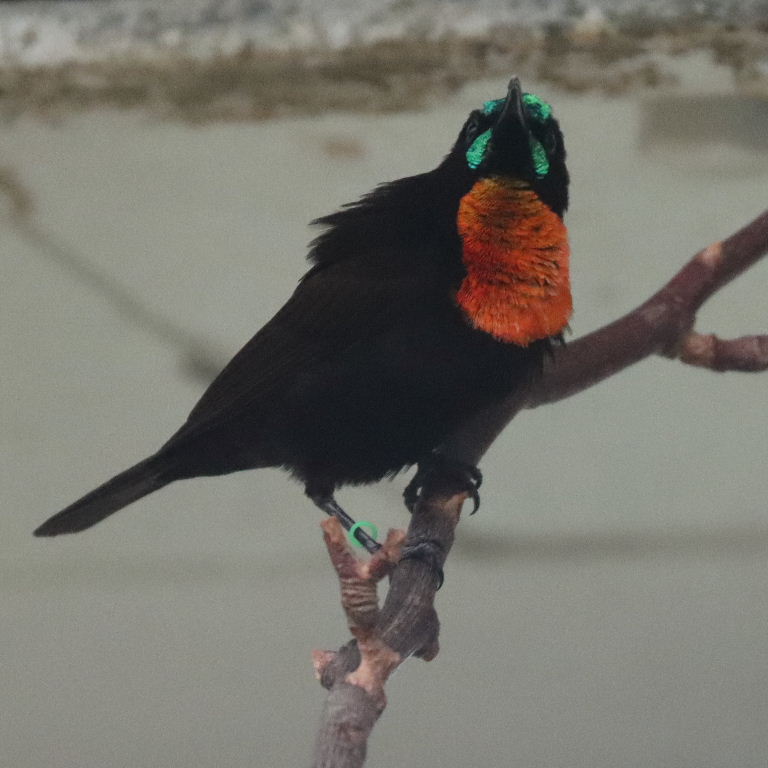 Scarlet-chested Sunbird male