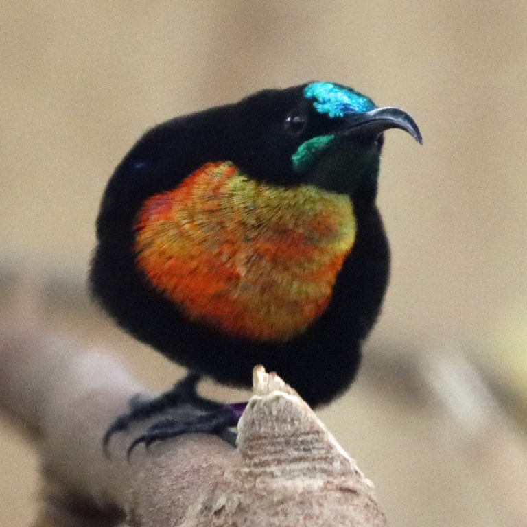 Scarlet-chested Sunbird