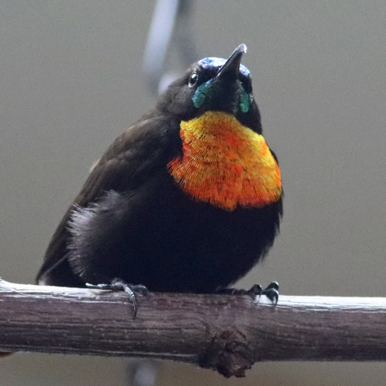 Scarlet-chested Sunbird male