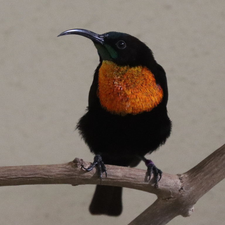 Scarlet-chested Sunbird male