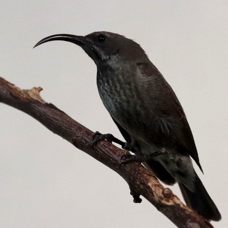 Scarlet-chested Sunbird female
