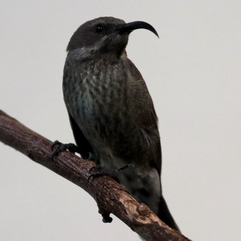 Scarlet-chested Sunbird female