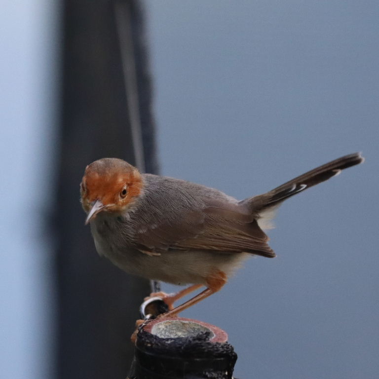 Ashy Tailorbird