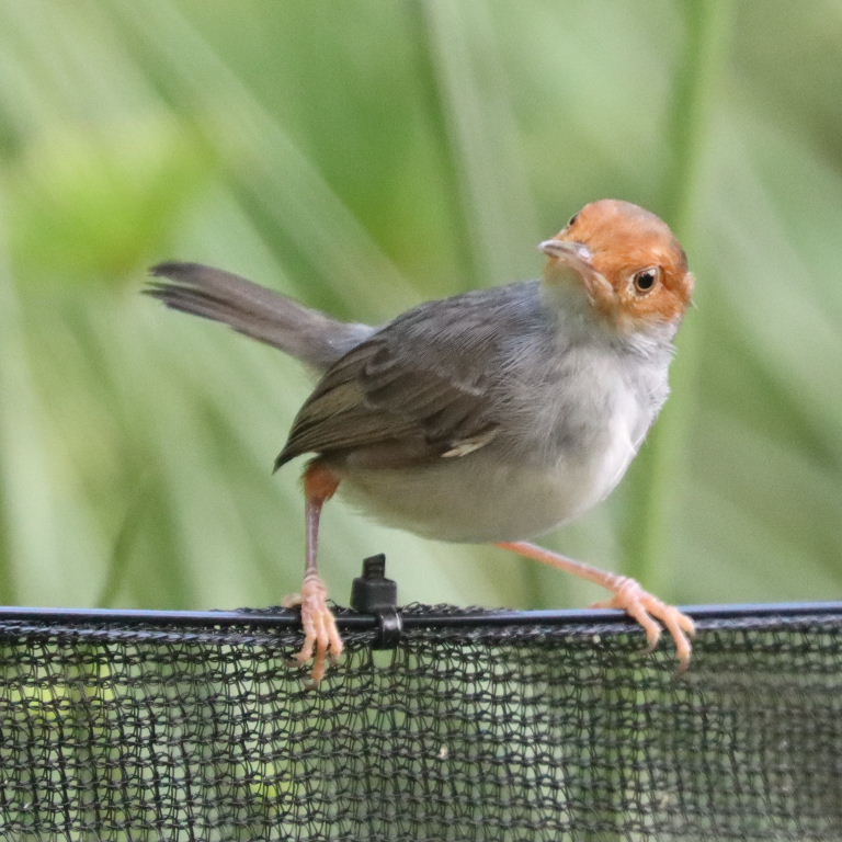 Ashy Tailorbird