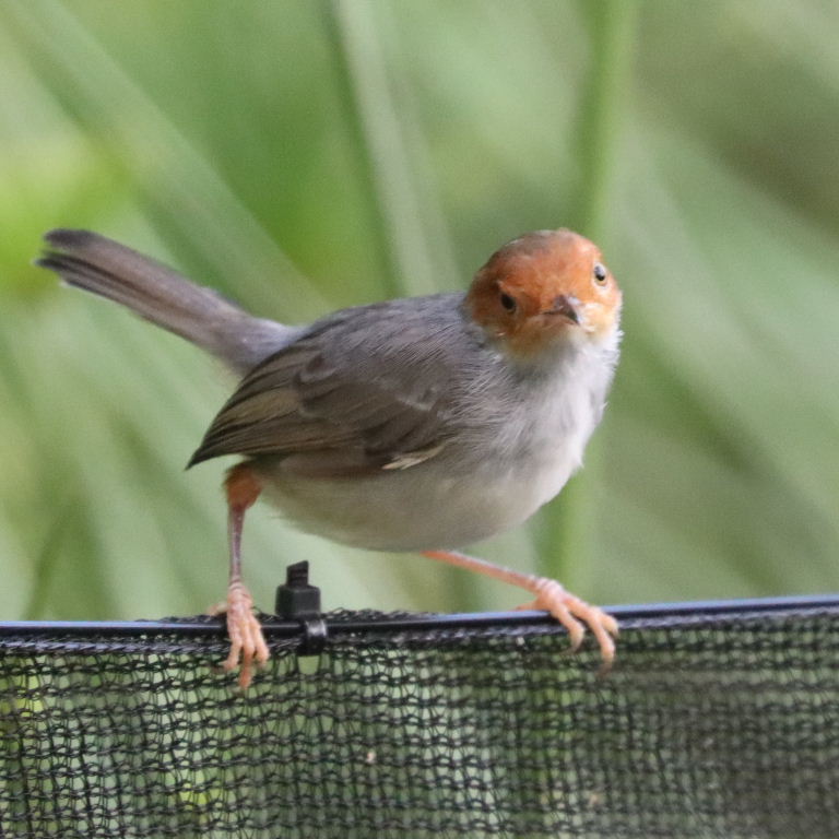 Ashy Tailorbird