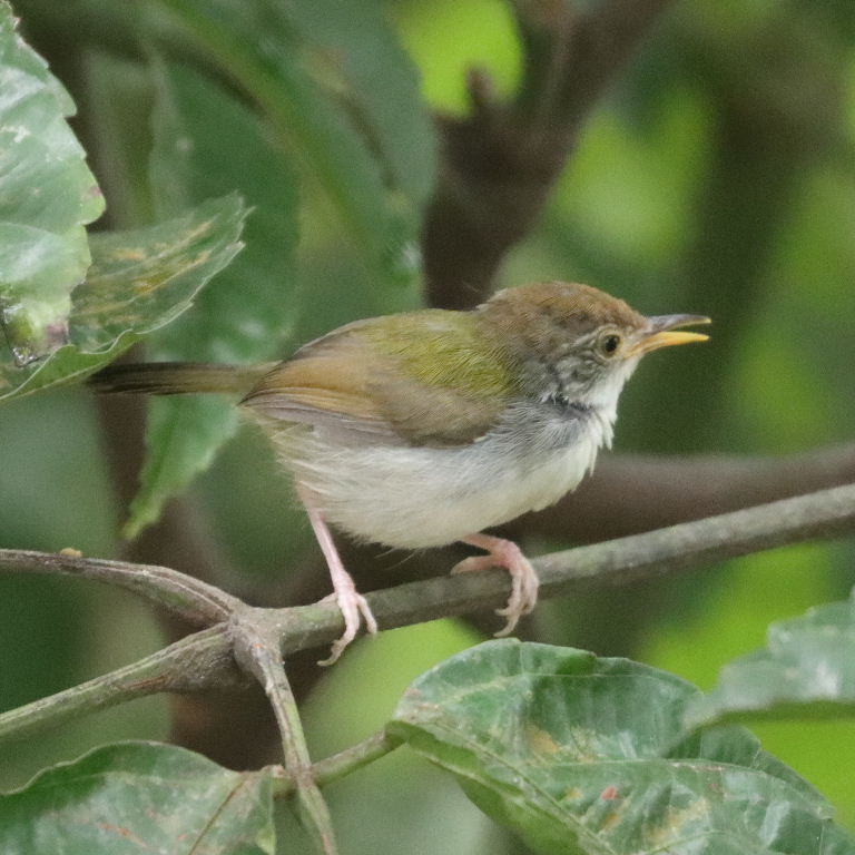 Common Tailorbird