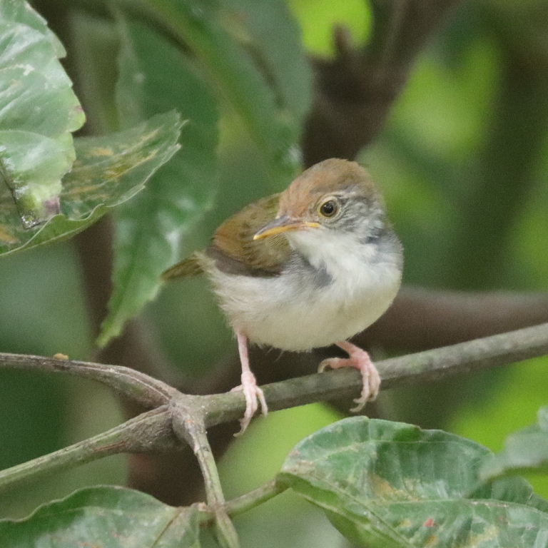 Common Tailorbird