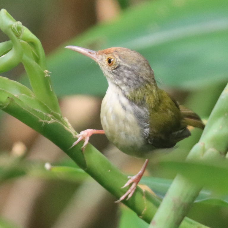 Common Tailorbird