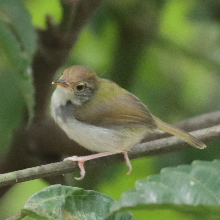 Common Tailorbird