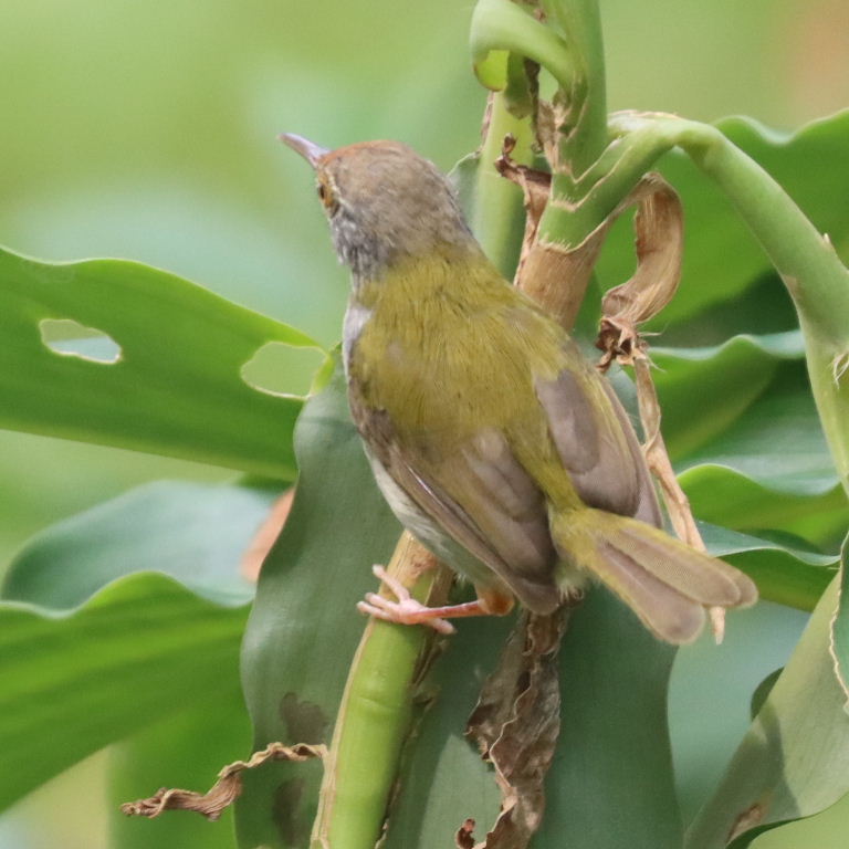 Common Tailorbird