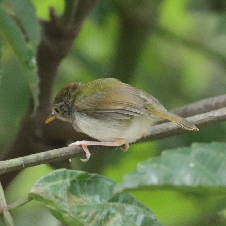 Common Tailorbird