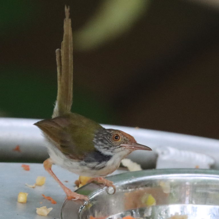 Common Tailorbird