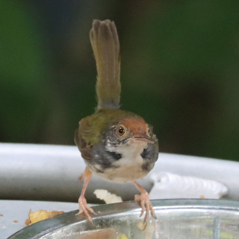 Common Tailorbird
