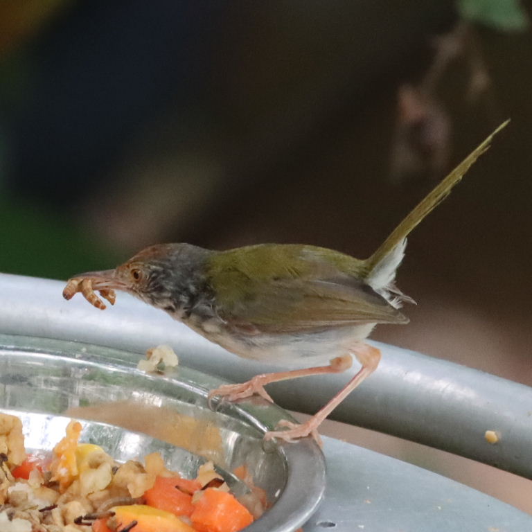 Common Tailorbird