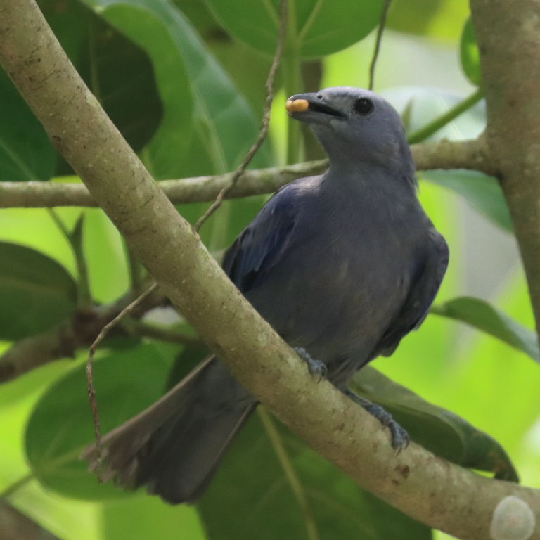 Blue-grey Tanager