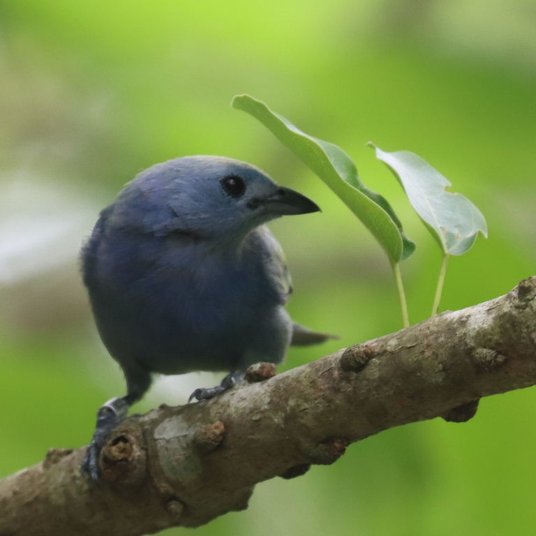 Blue-grey Tanager