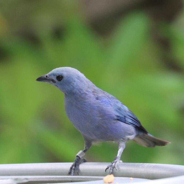 Blue-grey Tanager