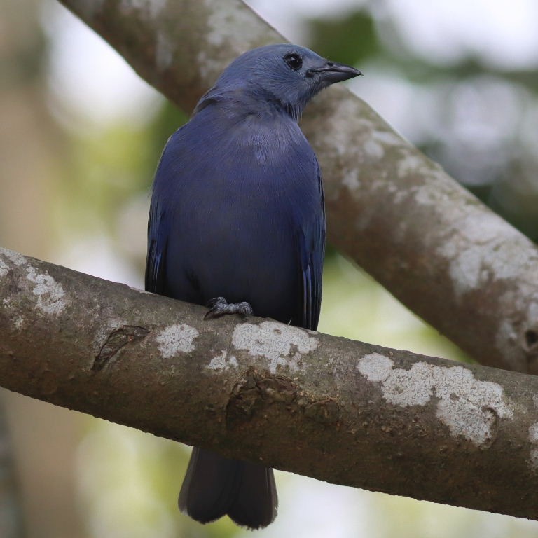 Blue-grey Tanager