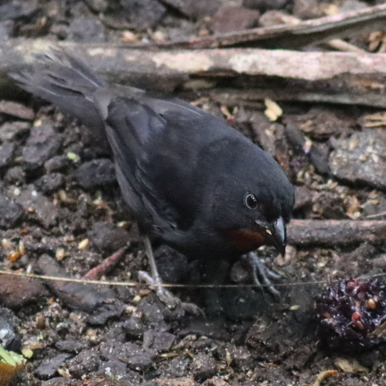 Lesser Antillean Bullfinch