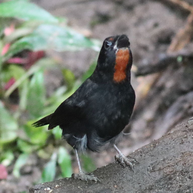 Lesser Antillean Bullfinch
