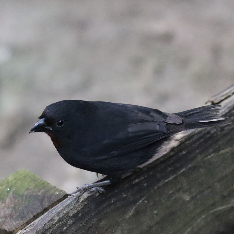 Lesser Antillean Bullfinch