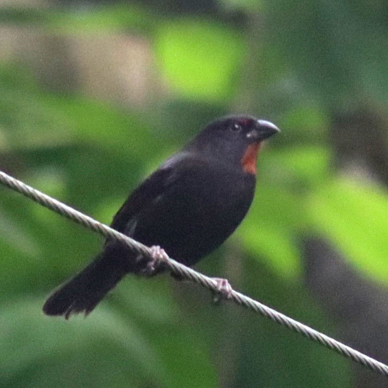 Lesser Antillean Bullfinch