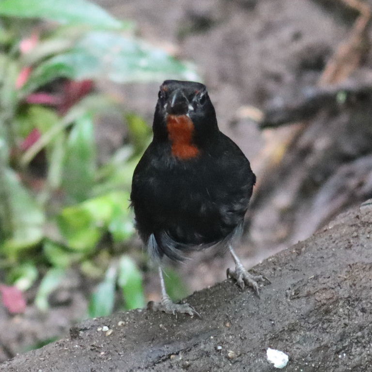 Lesser Antillean Bullfinch