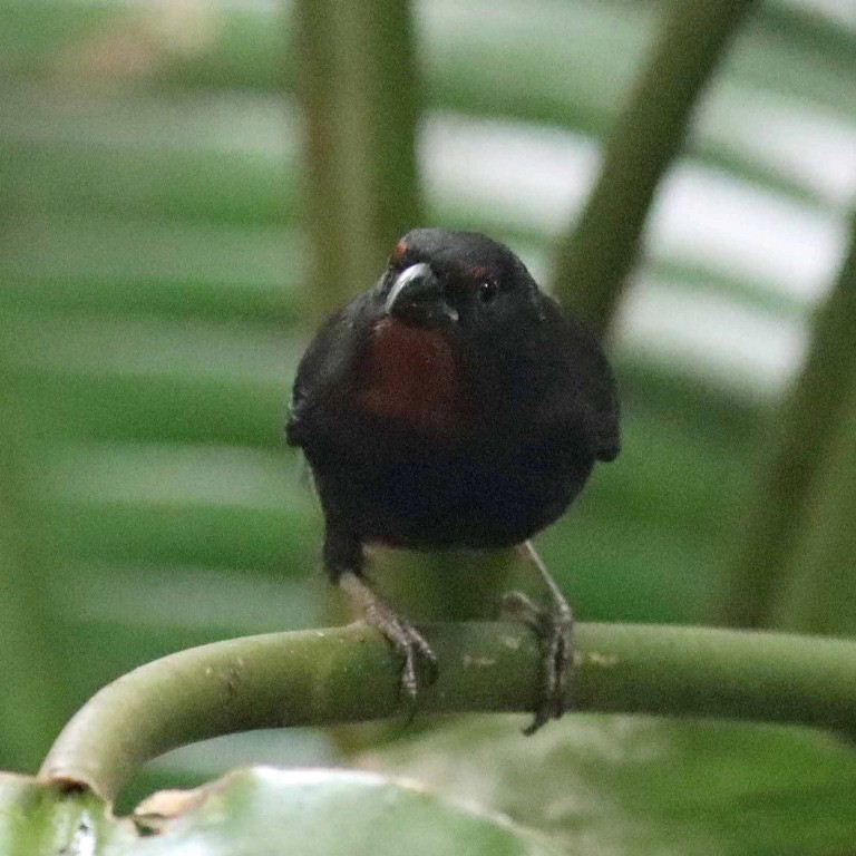 Lesser Antillean Bullfinch