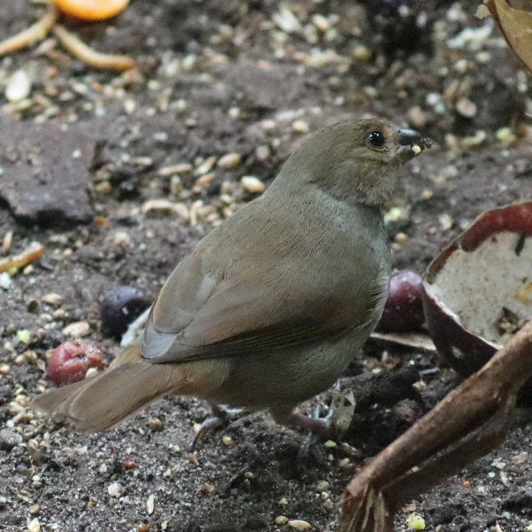Lesser Antillean Bullfinch