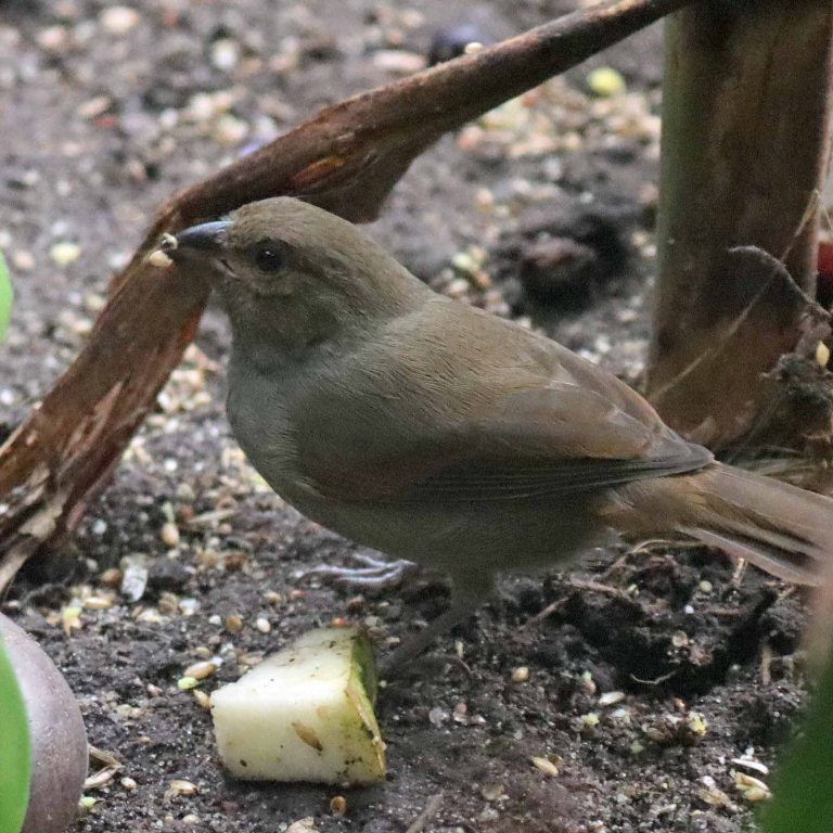 Lesser Antillean Bullfinch female