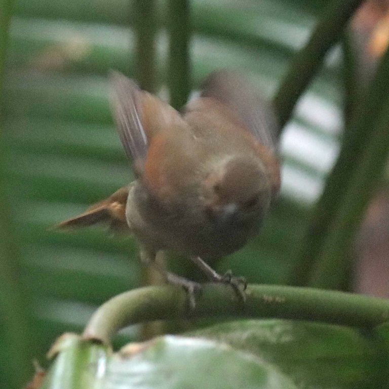 Lesser Antillean Bullfinch