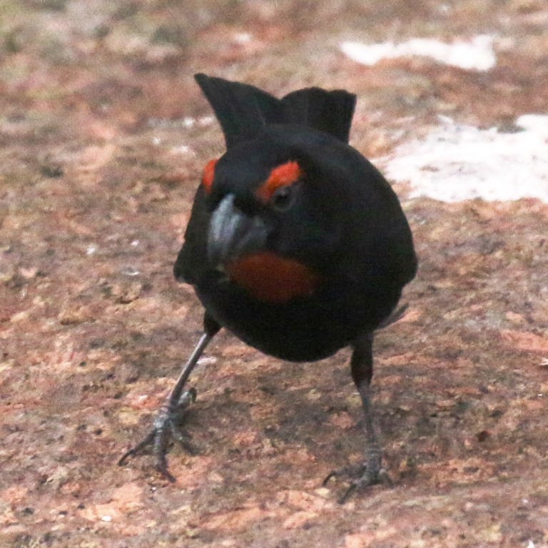 Greater Antillean Bullfinch