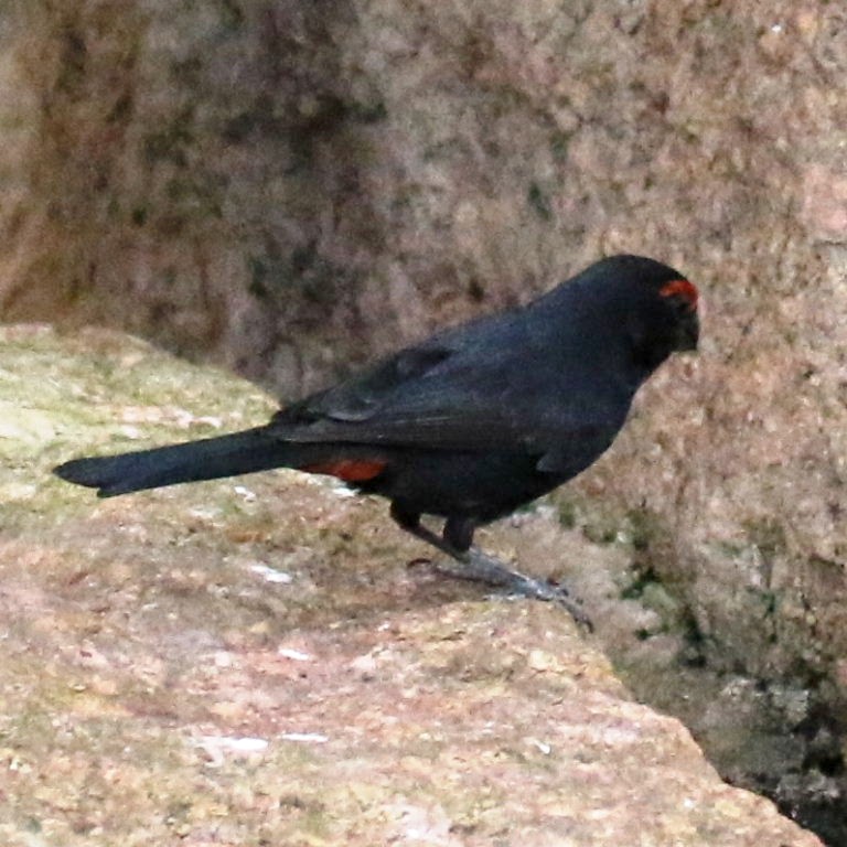 Greater Antillean Bullfinch