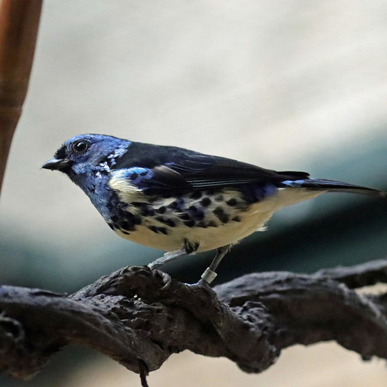 Turquoise Tanager