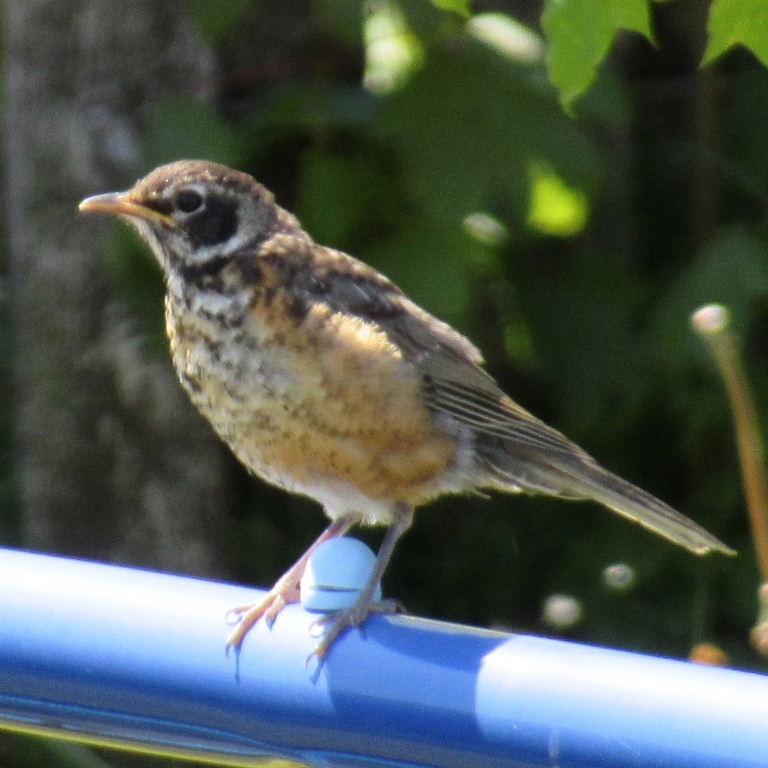 juvenile American Robin