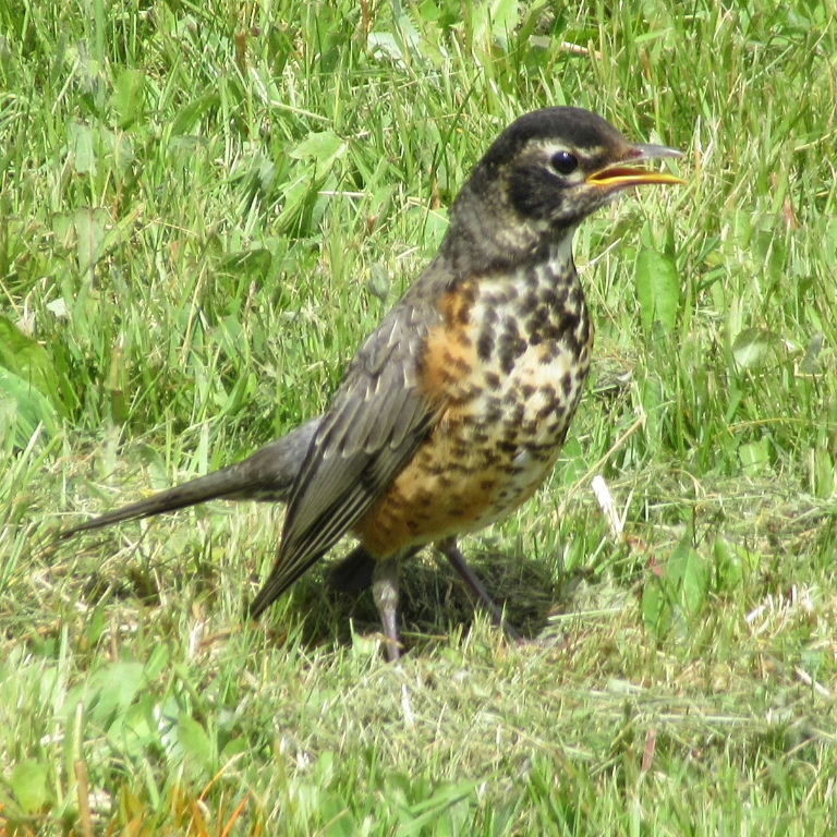 juvenile American Robin