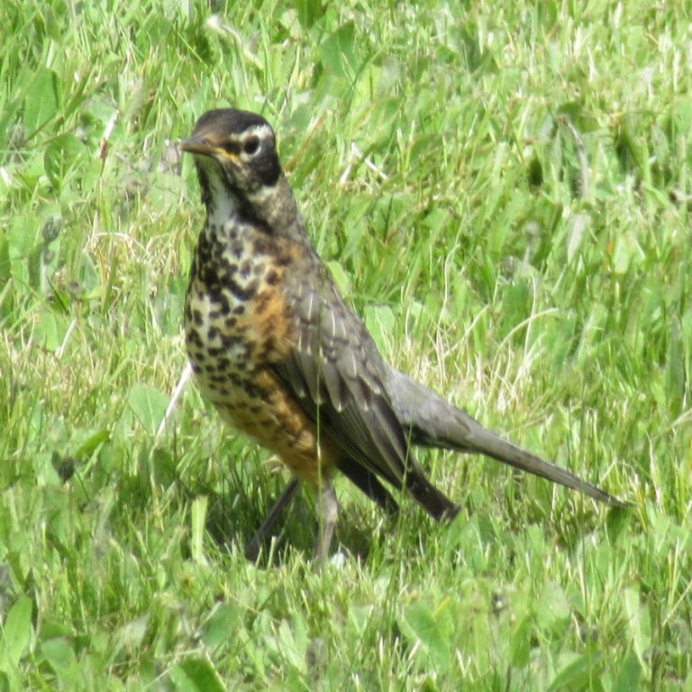 juvenile American Robin