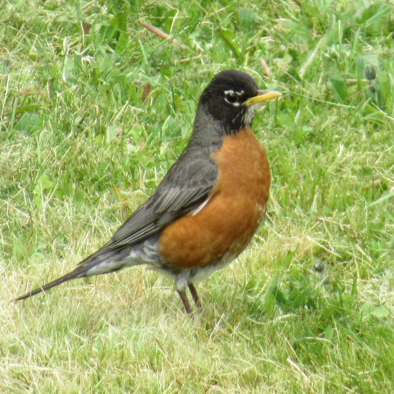 American Robin