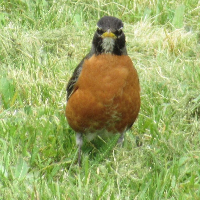 American Robin