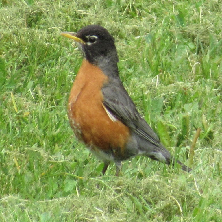 American Robin