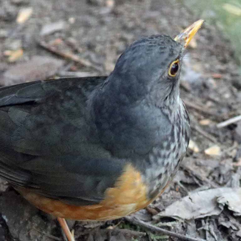Black-breasted thrush