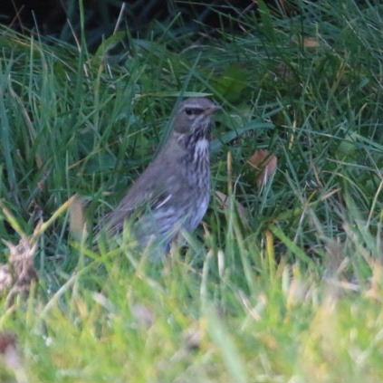 Black-throated Thrush