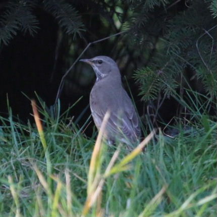 Black-throated Thrush