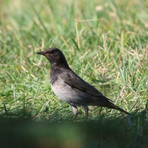 Black-throated Thrush